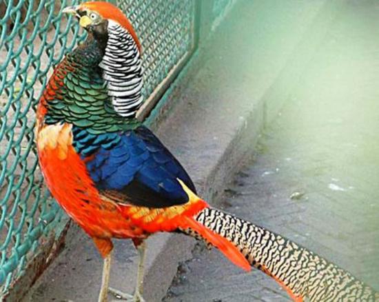 雉,俗称野鸡,又叫山鸡,是除孔雀外,最类似凤凰的鸟类.它们毛色