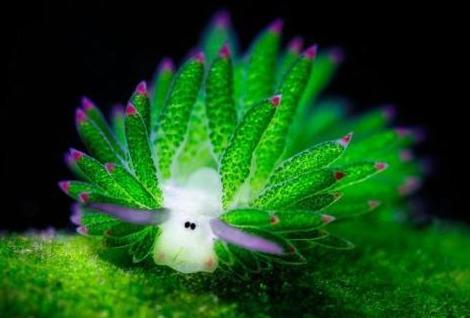 原创光合作用是植物本能可这种动物也会学会其方法能引发医学革命