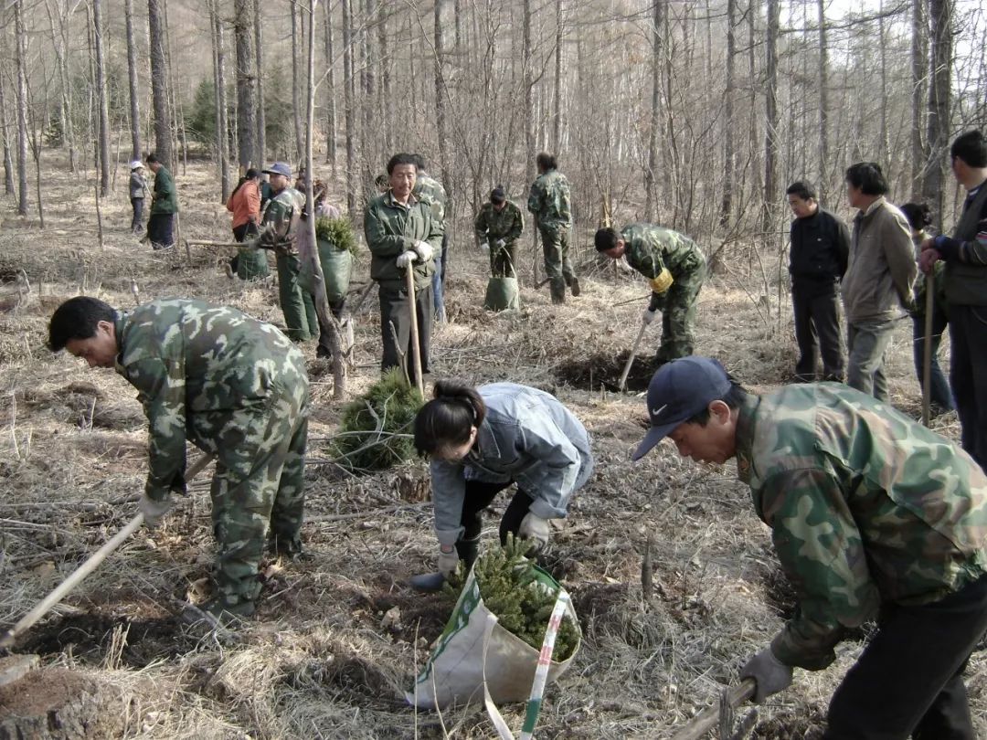 1970年春,一場千軍萬馬戰荒山,綠化荒山禿嶺的造林大會戰在林口林業局