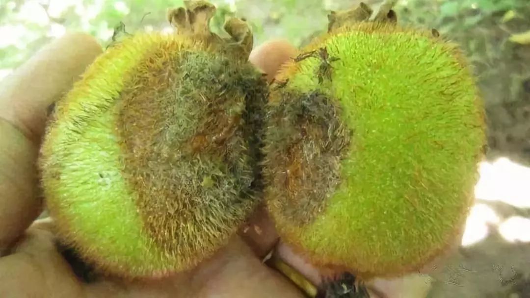 农技| 猕猴桃灰霉病这些你必须知道