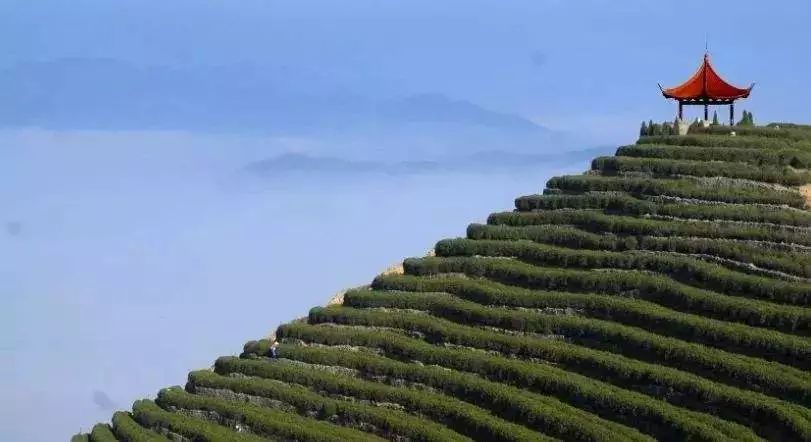 临海羊岩山茶文化园图片