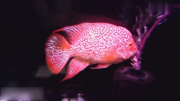 喜欢罗汉鱼的看看红德萨斯完全退沙