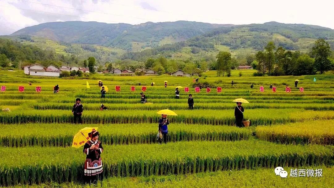 越西普雄农民丰收节暨第四届彝族尝新米节活动扯眼球