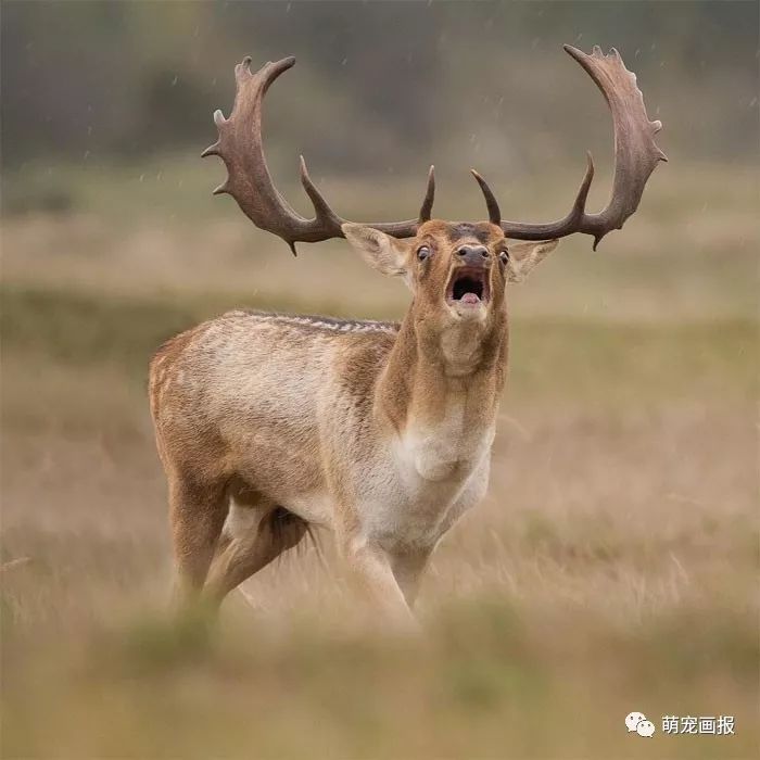 透過野生動物攝影師的鏡頭感受自然之美