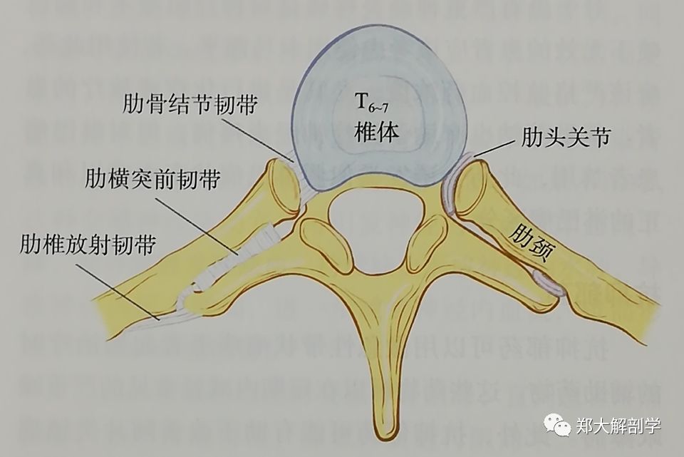 四种引起胸椎的疼痛综合征