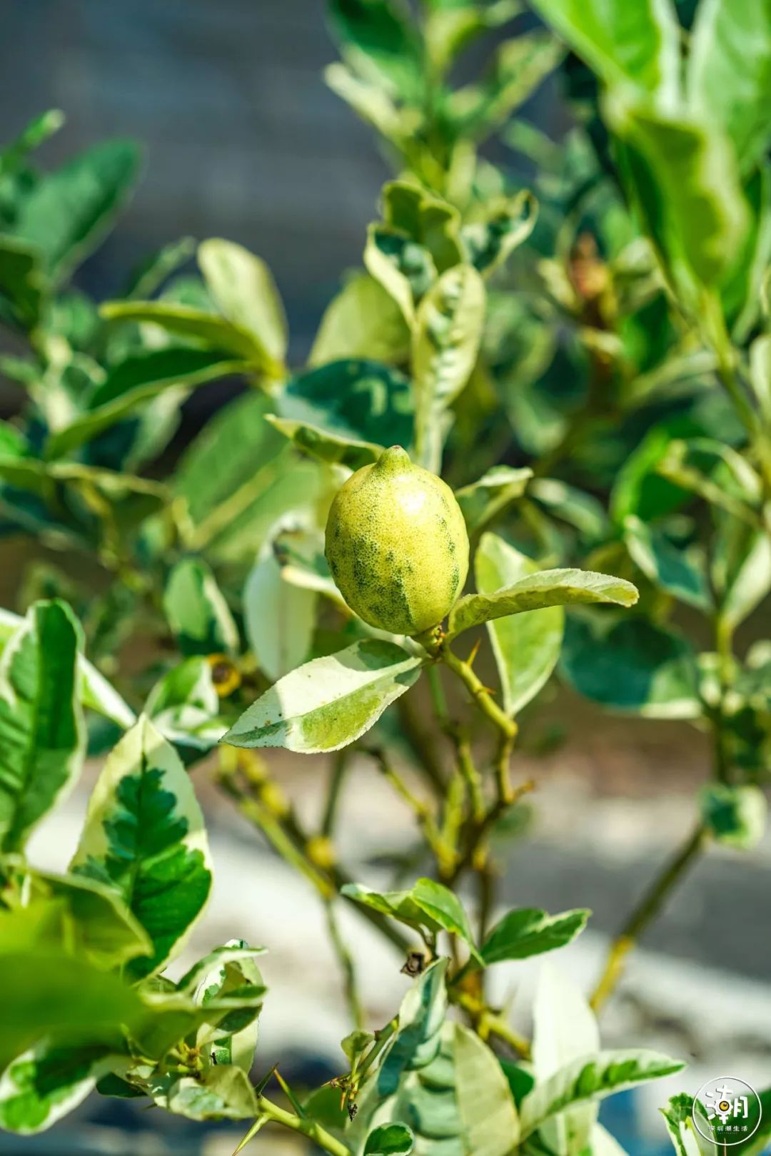 「废弃染布厂」变废为宝,化身"湖畔花园"美若世外桃源!