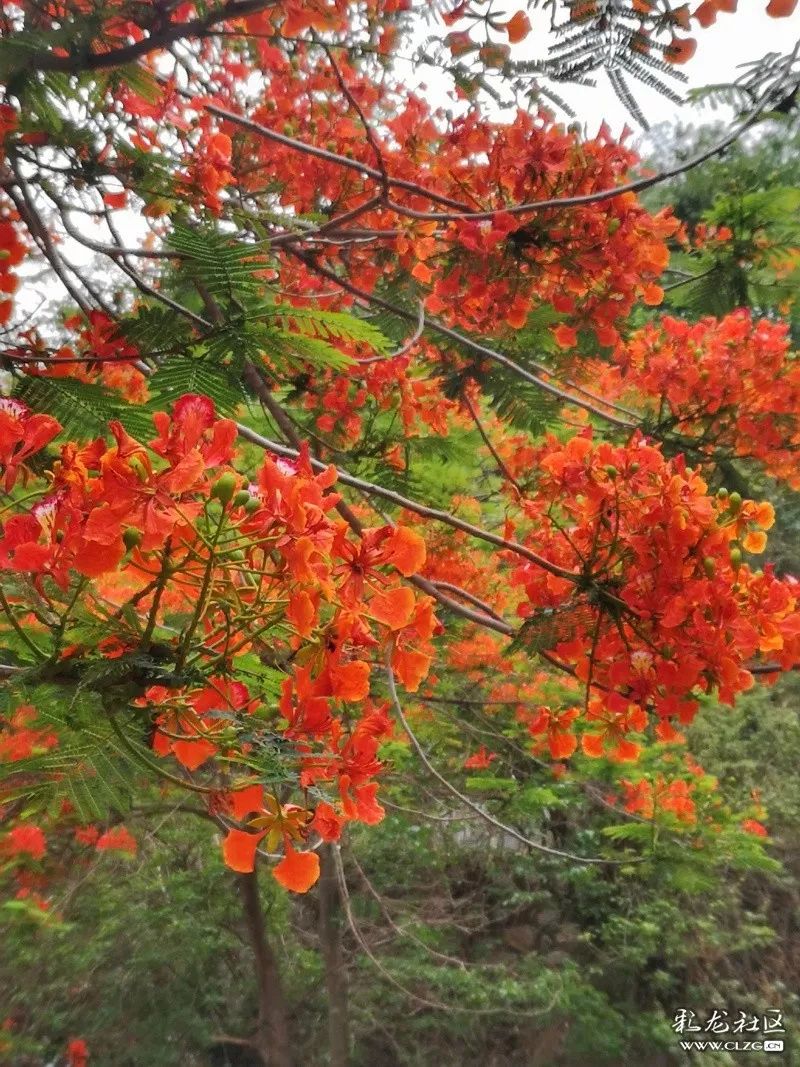 大美云南丨时光荏苒绿汁江水奔腾不息凤凰花开灿若云霞