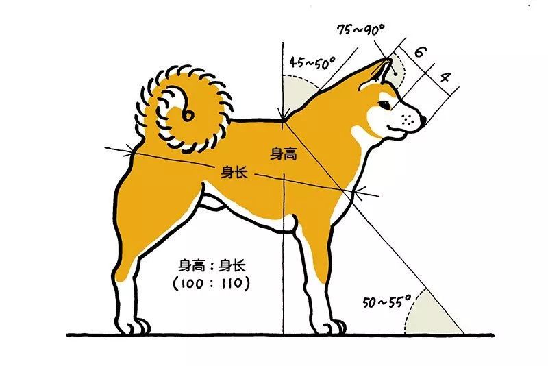 养过一回秋田犬就养不了其他品种的狗了