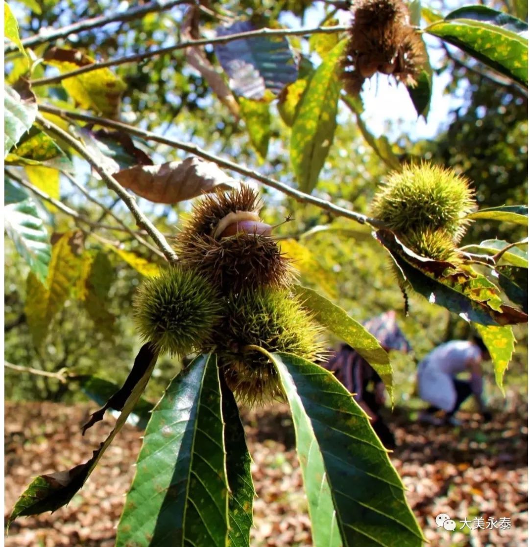 永泰锥栗俏枝头村民喜丰收