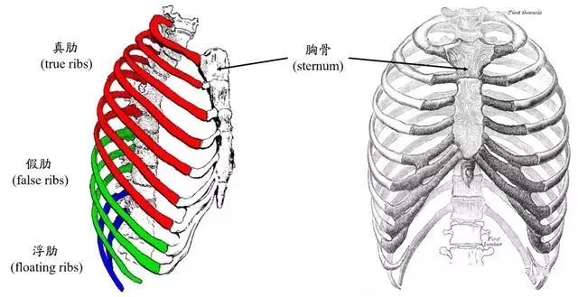 假肋的最后2对也称为浮肋(只与椎骨相连).1. 什么是肋骨外翻?