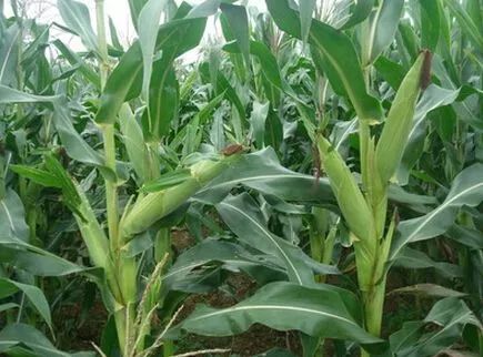 玉米乳熟期这样管理才对!