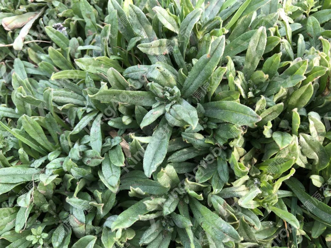 麦家公buglossoides arvensis紫草科紫草属野油菜brassica juncea十字