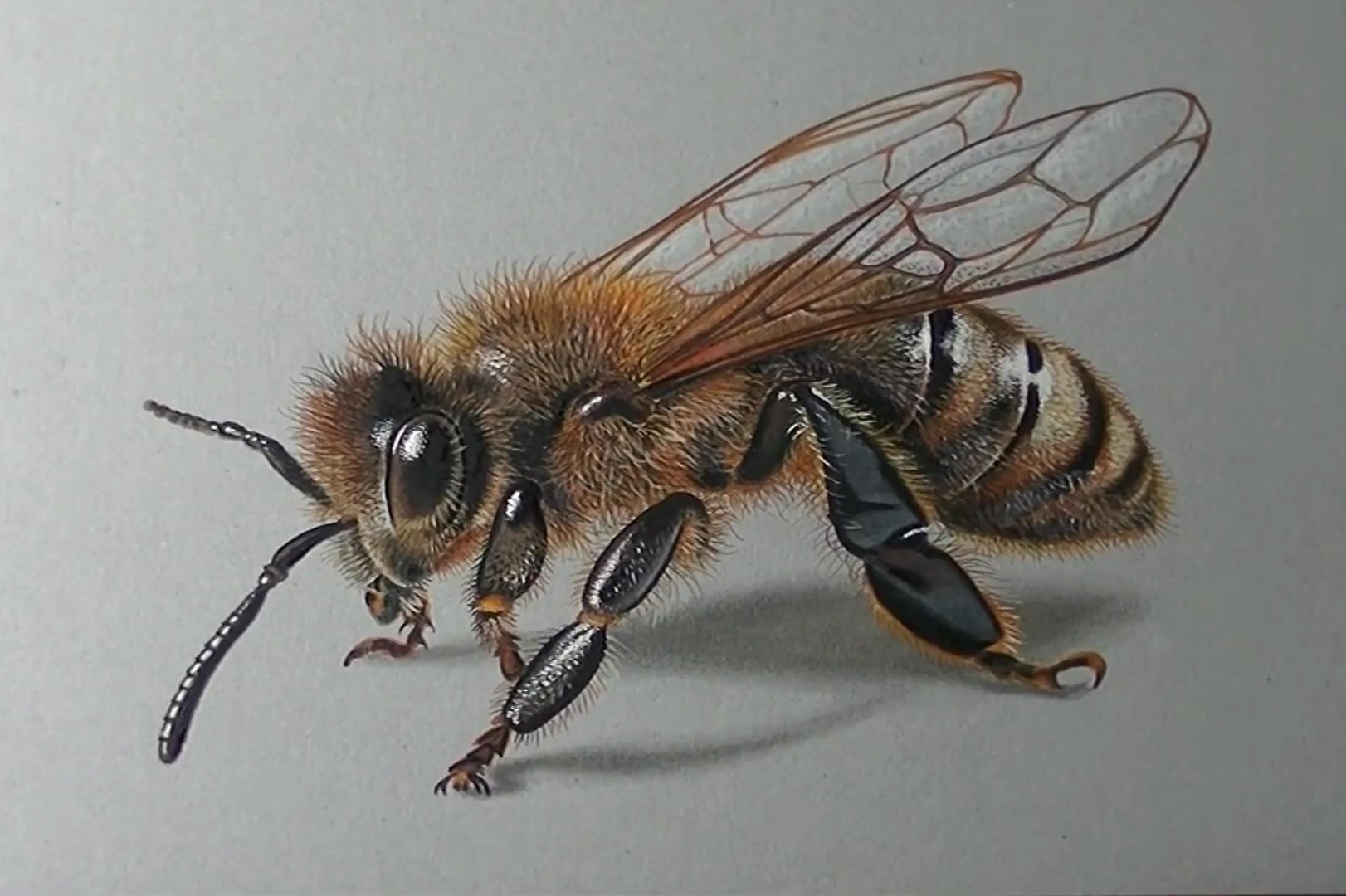 小蜜蜂创意画教案图片