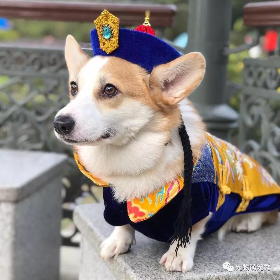 原创短腿柯基穿上龙袍帅炸了各位爱卿可有贡品献上