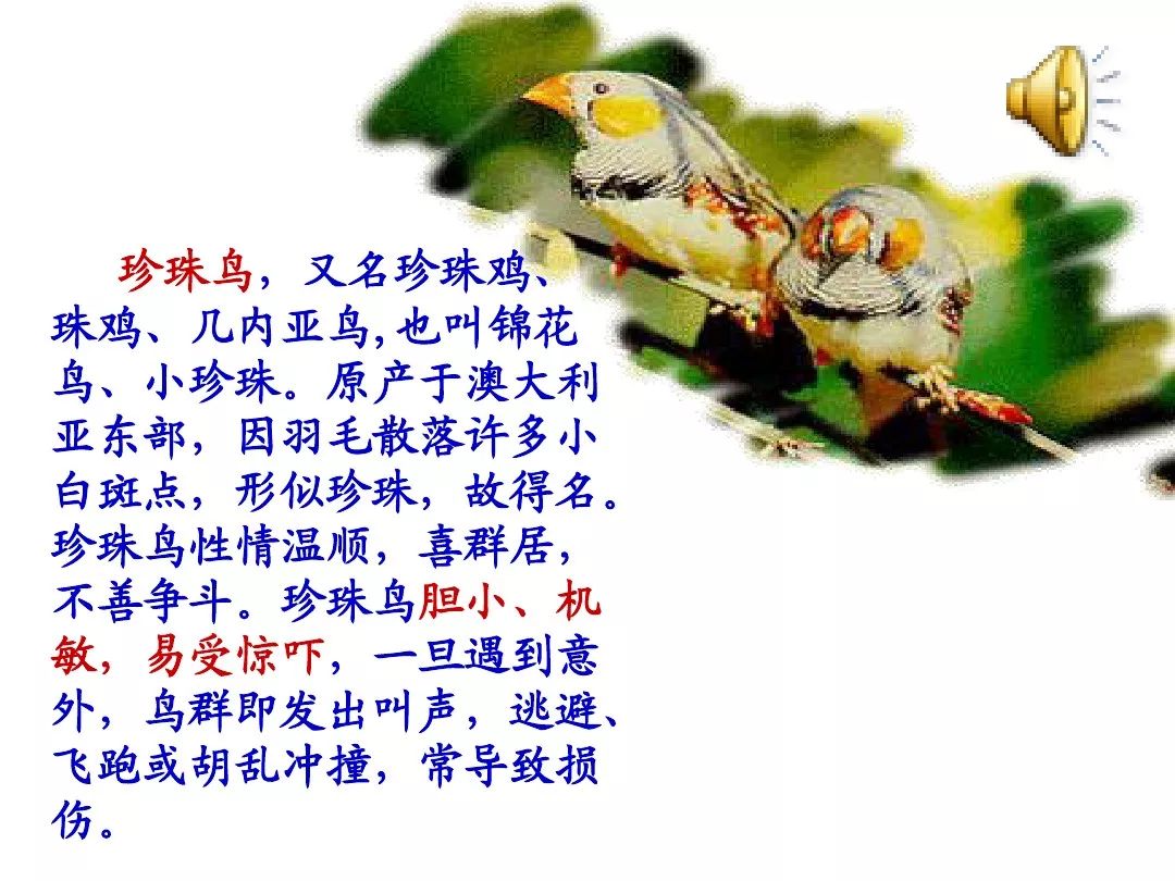 语文课堂五上语文第四课珍珠鸟讲解很全面快来学习吧
