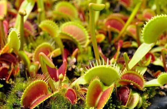 夏天养几盆这些花蚊子最讨厌好看香气浓郁还能驱蚊