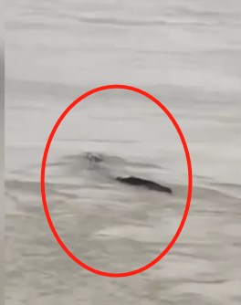 全网热议视频曝光三峡坝区体型硕大龙样水怪最新情况