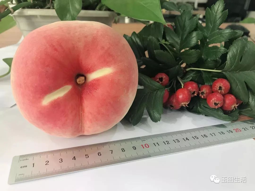 8元/斤果园新鲜采摘燕特红超大个,1元/斤果园新鲜采摘皇冠梨,县城内