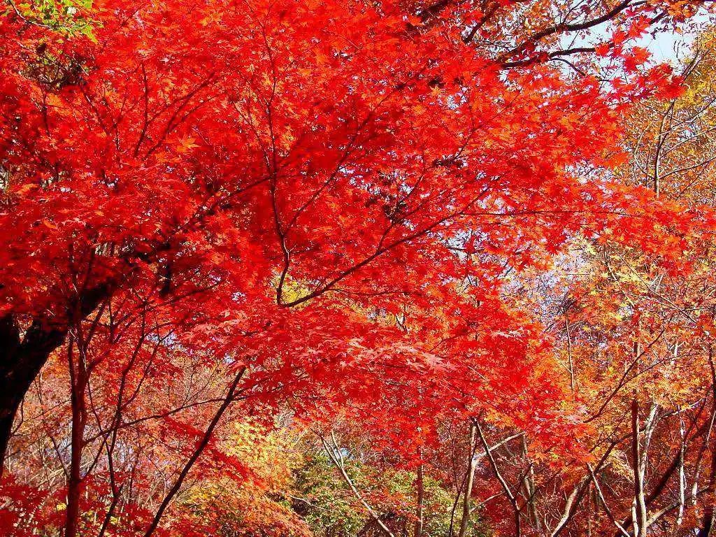 秋天成语丨秋之神韵让人沉醉