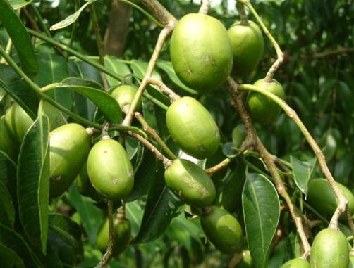 这种"野果子",广东人最爱,入口苦涩,却能卖出千元1斤的高价_橄榄树