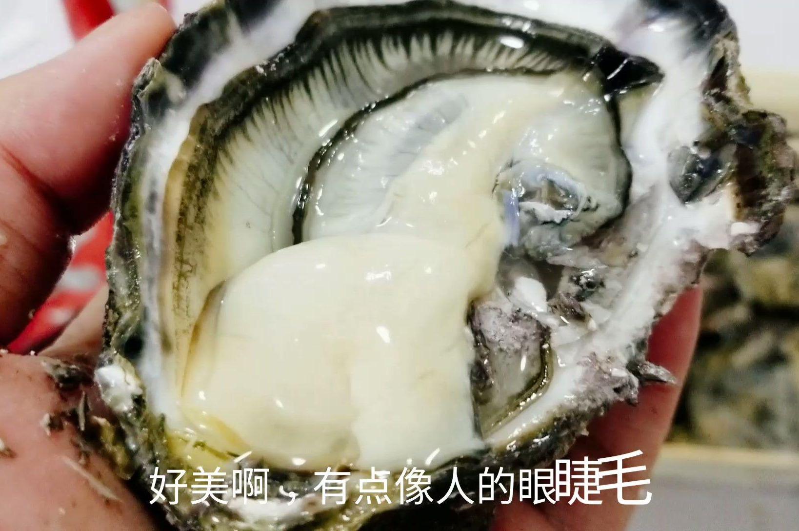 588元新西兰莫娜生蚝誉为海中皇后一口一个鲜嫩无比