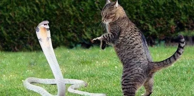 猫咪和蛇干架为什么从没见蛇赢过终于知道原因了