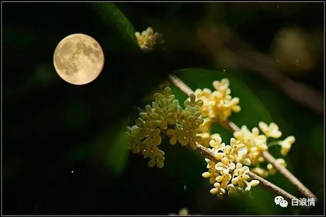 中秋夜,坐在桂花的芬芳里赏月