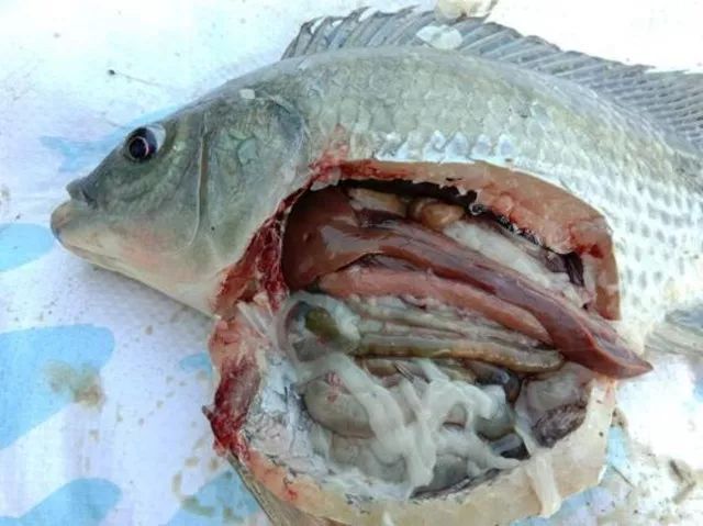 又一实例,罗非鱼链球菌病的防治措施get起来