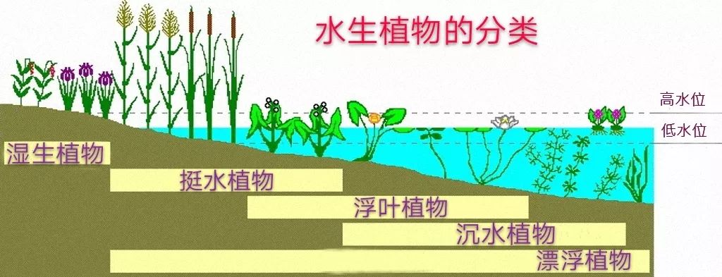 水生植物的特点图片