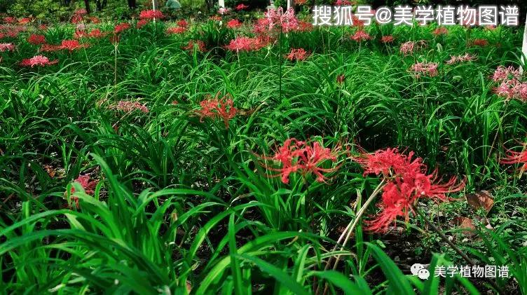 小植图谱彼岸花曼珠沙华一棵承载着生死轮回的石蒜