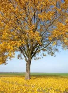 艺术3——四季(3)—枫叶树本周是主题"点线面"的第3周---孔雀.