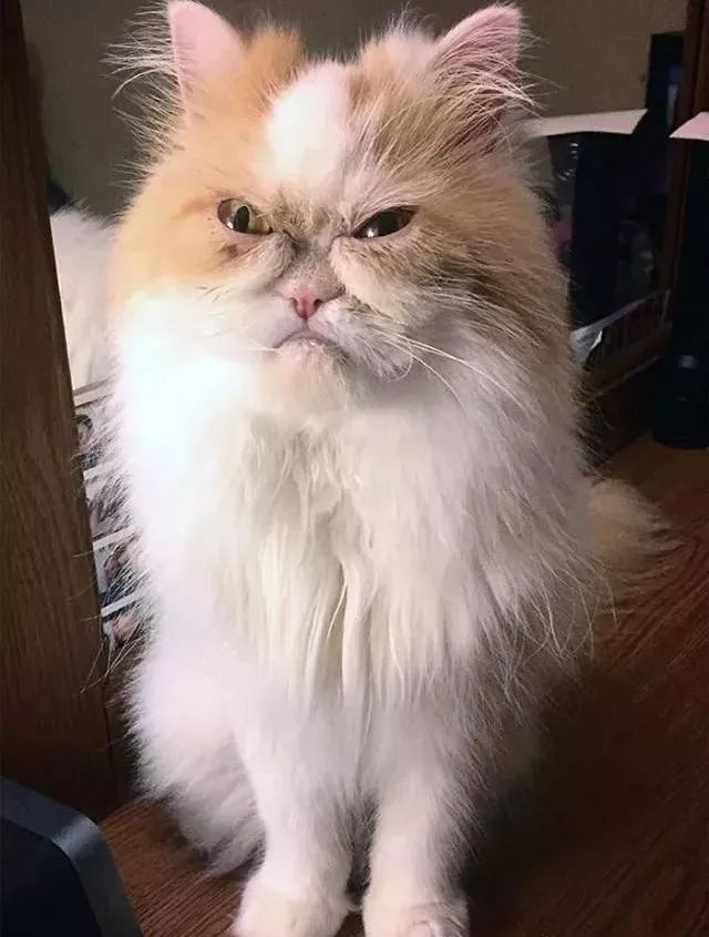 新不爽猫诞生了这只猫咪也天生拥有一张不爽脸