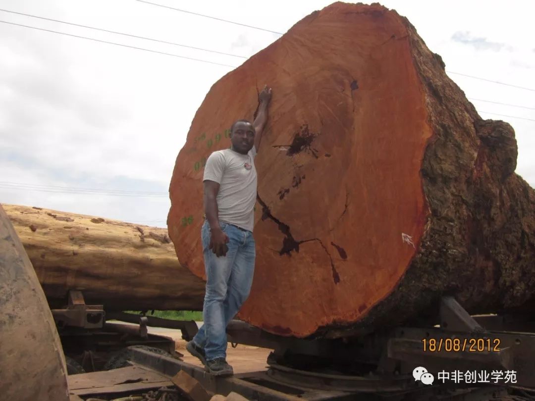 非洲小叶紫檀又称科特迪瓦紫檀,血檀,染料紫檀,主要产地为赞比亚