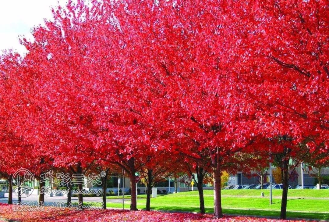 华彩三农分享:秋季景区的美,都被这种树承包了!_红色