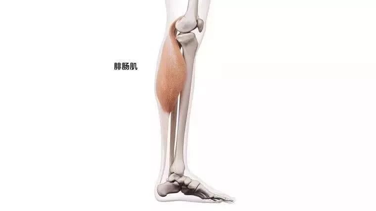 腿部肌肉收缩图片