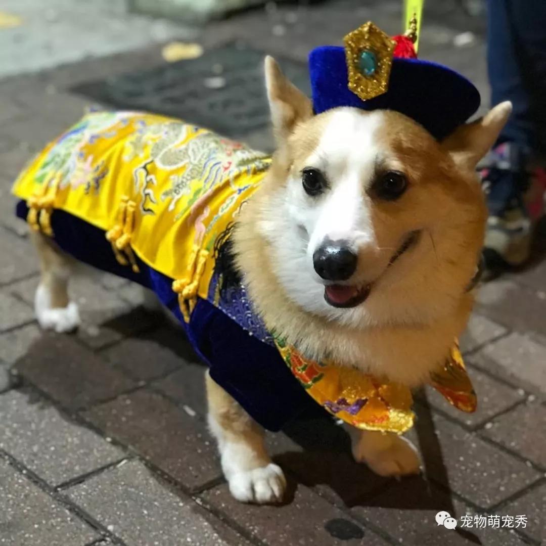 吾皇柯基跟它的爱妃▲穿上龙袍的柯基跟女主人▲狗狗最爱的就是和