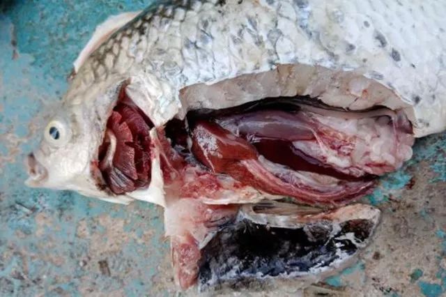 又一实例,罗非鱼链球菌病的防治措施get起来