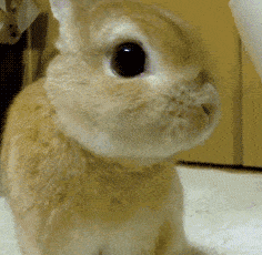 236_230gif 动态图 动图
