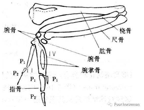 你准备好买了吗ravenart美人鸟