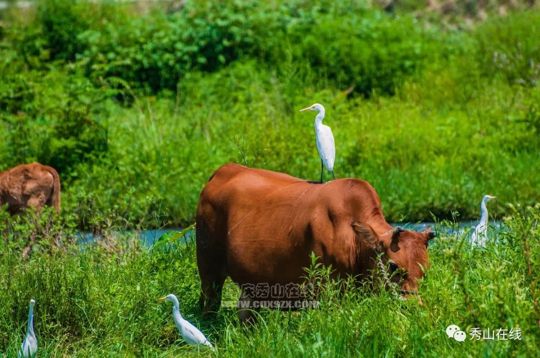 哇瑟運氣太好了居然碰到了牛背上的白鷺鳥