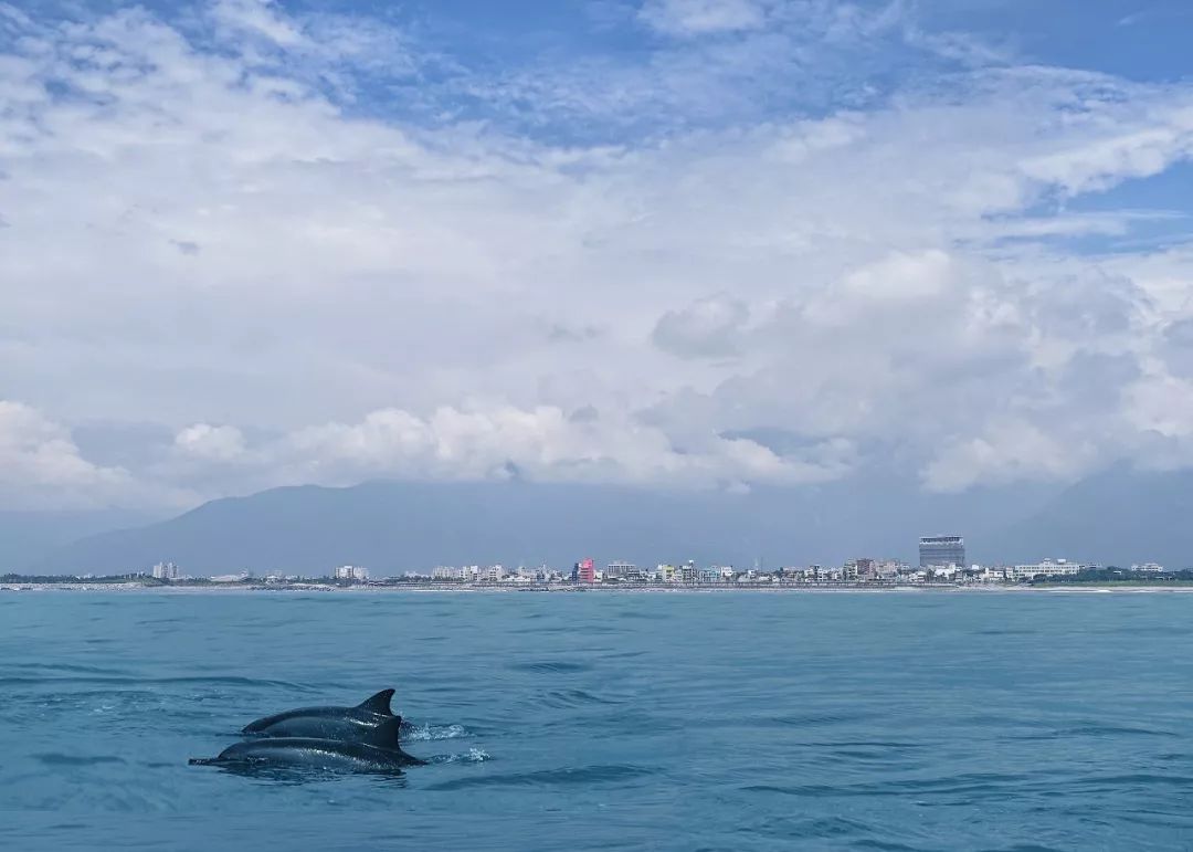花莲|飞翔与逐鲸是最甜的事