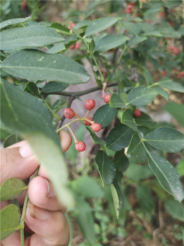 嫁接花椒苗品種無刺花椒苗培育方式