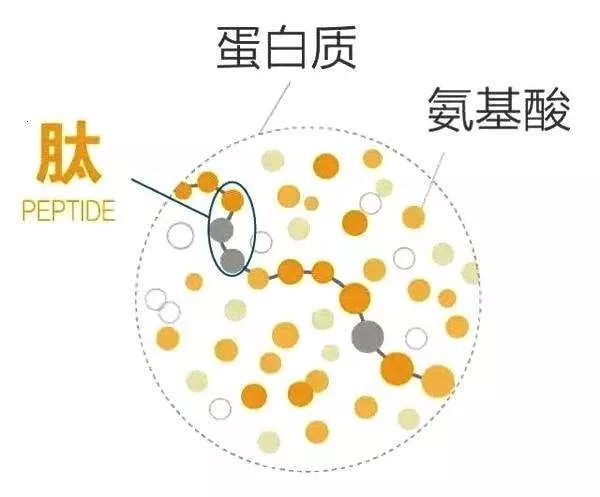 胶原蛋白知识科普(下)_燕窝