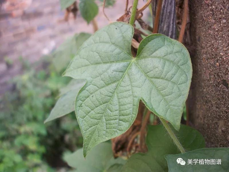 其实我很好认的,叶子深或浅的3裂!