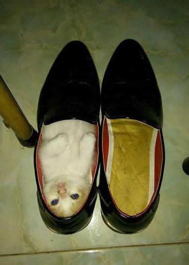 穿靴子的猫,你差点被踩死你知道吗?