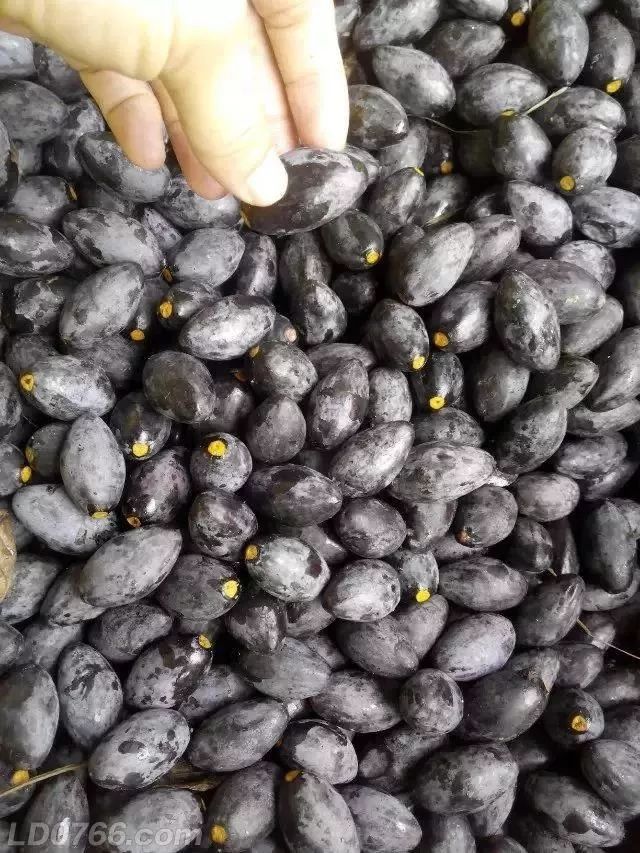 榄角曾是桂平人喝粥的标配你多久没吃过了