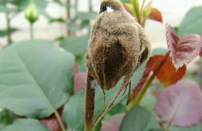 月季花褐斑病严重,多菌灵已无效,这个杀菌剂特效,对人毒性小