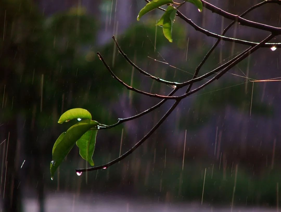 下小雨唯美图片