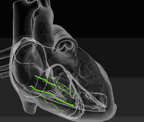 心脏循环动图图片