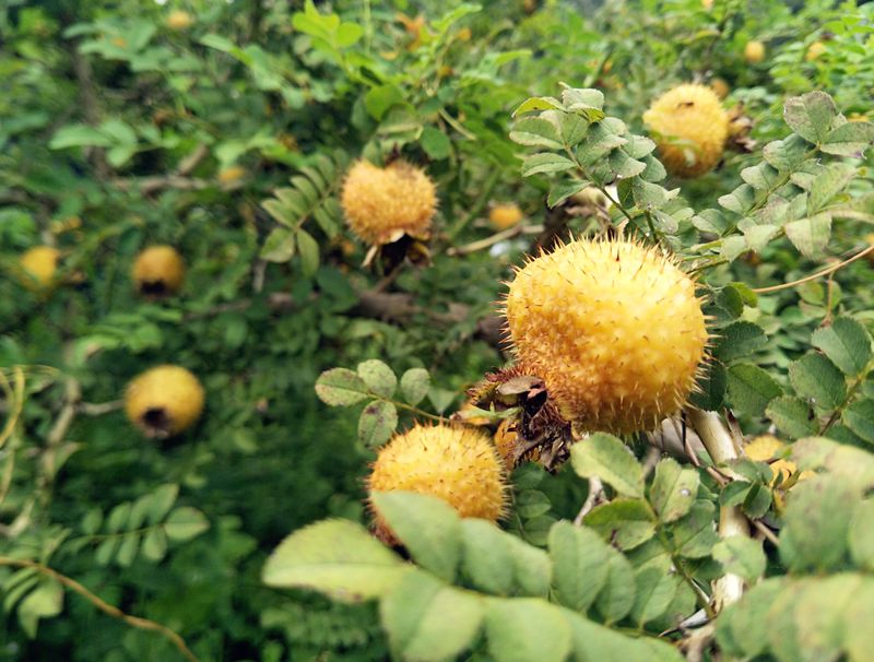 刺梨:村民致富的"摇钱树"_种植